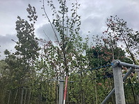 Moerbei - parkboom - afbeelding 1 van  2