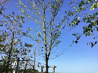 Moerbei - sierboom - afbeelding 1 van  2