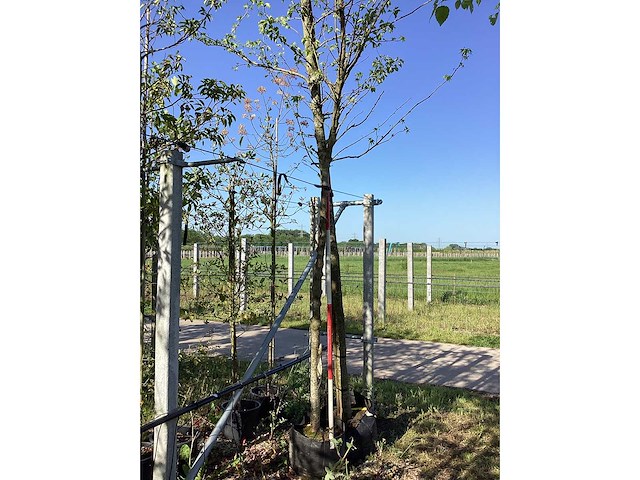 Moerbei - sierboom - afbeelding 2 van  2