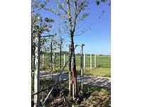 Moerbei - sierboom - afbeelding 2 van  2