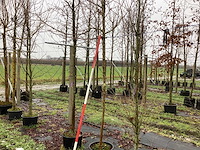 Moerbei - vrucht- / fruitboom - afbeelding 1 van  3