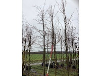 Moerbei - vrucht- / fruitboom - afbeelding 2 van  3