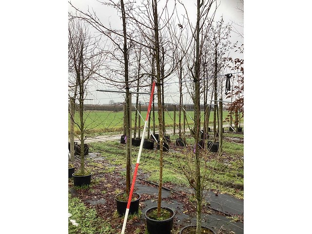 Moerbei - vrucht- / fruitboom - afbeelding 3 van  3