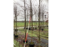 Moerbei - vrucht- / fruitboom - afbeelding 3 van  3