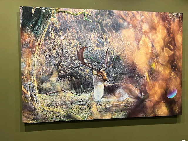 Mondiart aluart “red deer in morning sun” 120x80 cm - afbeelding 2 van  2