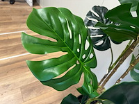 Monstera kunstplant (190cm hoog) - afbeelding 10 van  10