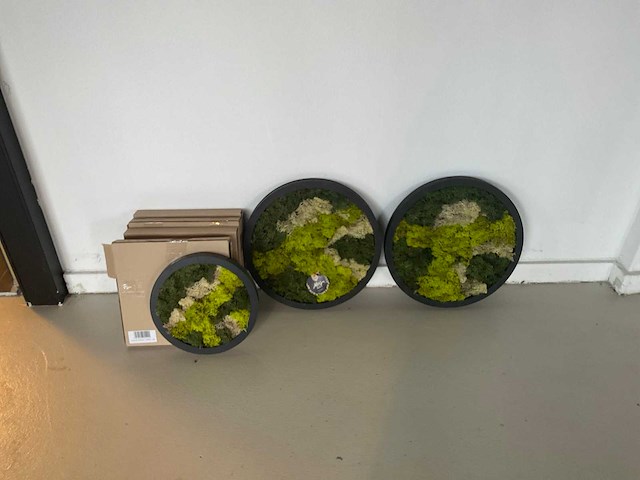 Moss art - wanddecoratie (6x) - afbeelding 1 van  4
