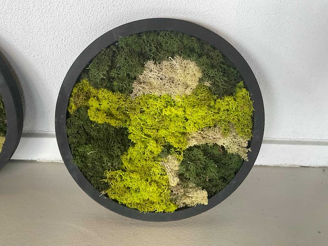 Moss art - wanddecoratie (6x) - afbeelding 2 van  4