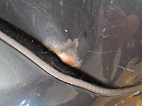 Motorfiets, suzuki, gsx 750f, 2000 - afbeelding 38 van  45