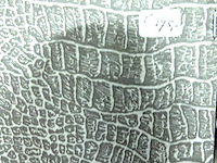 Negentiende-eeuwse lithografie van het gelderse dorp bergen en dal - afbeelding 5 van  5