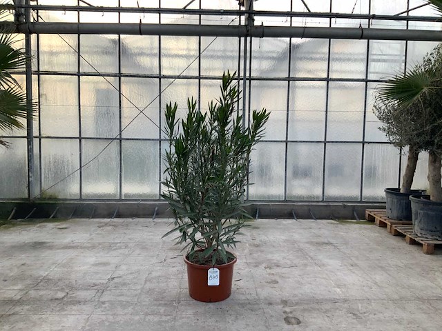 Nerium oleander rood - afbeelding 1 van  1