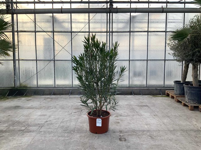 Nerium oleander rood - afbeelding 1 van  1