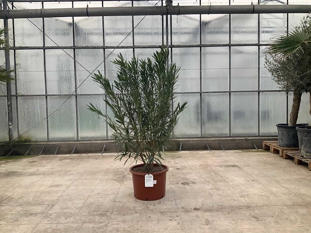 Nerium oleander rood - afbeelding 1 van  1