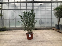 Nerium oleander rood - afbeelding 1 van  1