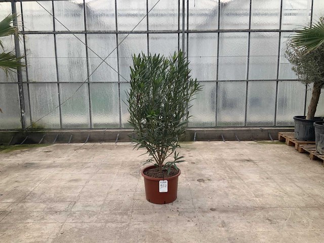 Nerium oleander rood - afbeelding 1 van  1