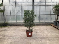 Nerium oleander rood - afbeelding 1 van  1