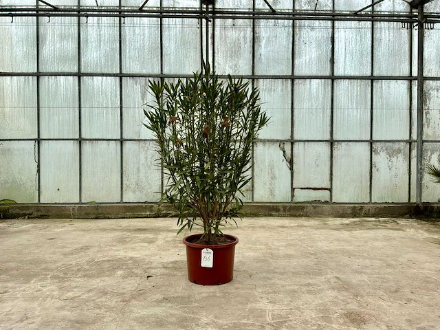 Nerium oleander rood - afbeelding 1 van  1