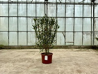 Nerium oleander rood - afbeelding 1 van  1