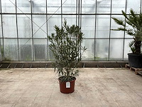 Nerium oleander rood - afbeelding 1 van  1