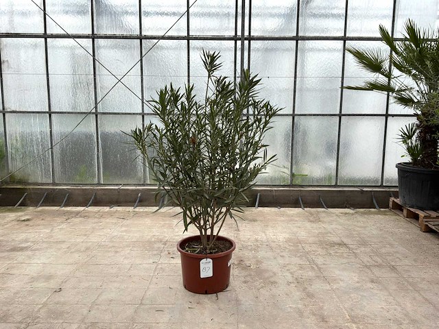 Nerium oleander rood - afbeelding 1 van  1