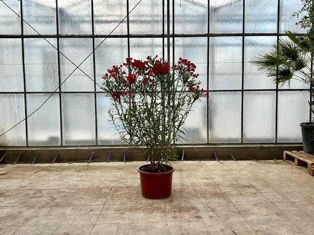 Nerium oleander rood - afbeelding 1 van  1