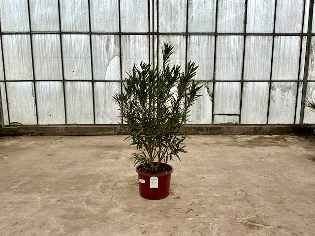 Nerium oleander rood - afbeelding 1 van  1