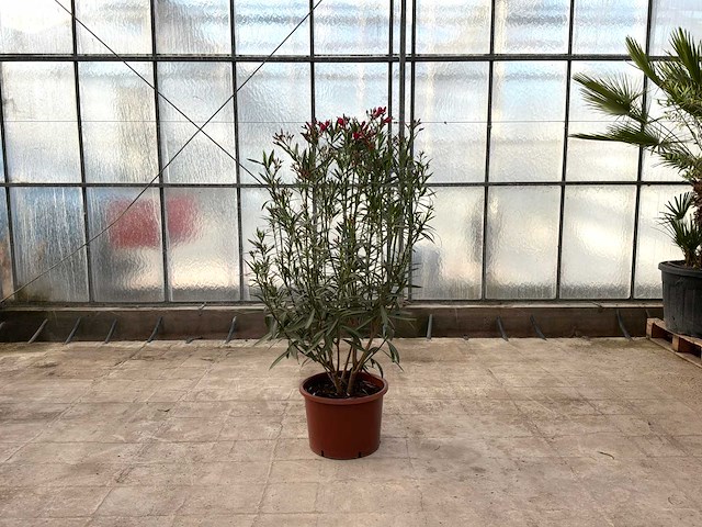Nerium oleander rood - afbeelding 1 van  1