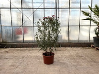 Nerium oleander rood - afbeelding 1 van  1