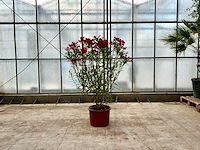 Nerium oleander rood - afbeelding 1 van  1