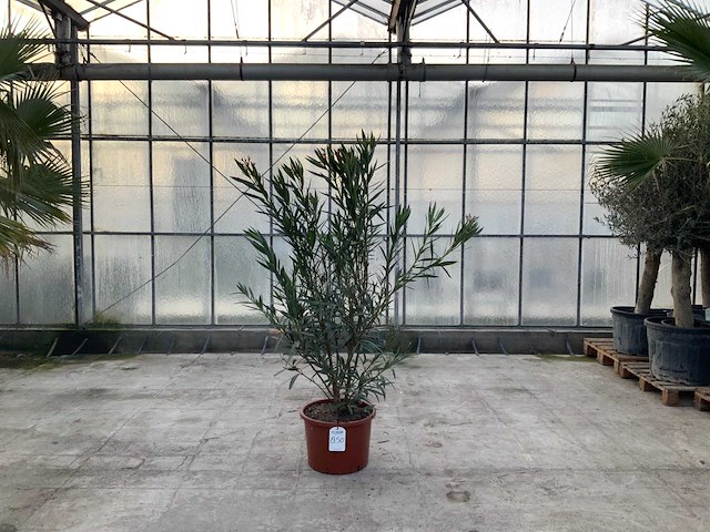 Nerium oleander roze - afbeelding 1 van  1