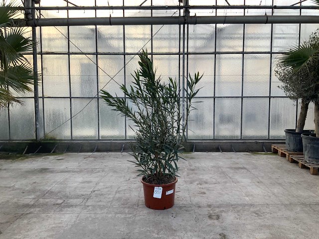 Nerium oleander roze - afbeelding 1 van  1