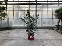 Nerium oleander roze - afbeelding 1 van  1