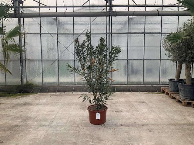 Nerium oleander roze - afbeelding 1 van  1