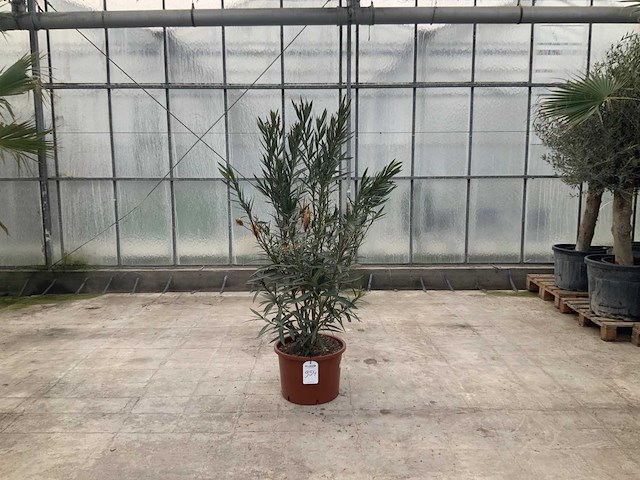 Nerium oleander roze - afbeelding 1 van  1