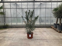 Nerium oleander roze - afbeelding 1 van  1