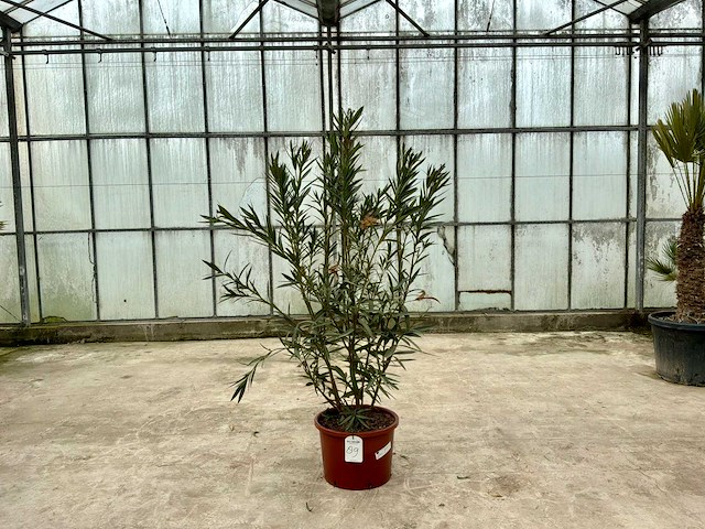 Nerium oleander roze - afbeelding 1 van  1
