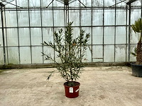 Nerium oleander roze - afbeelding 1 van  1