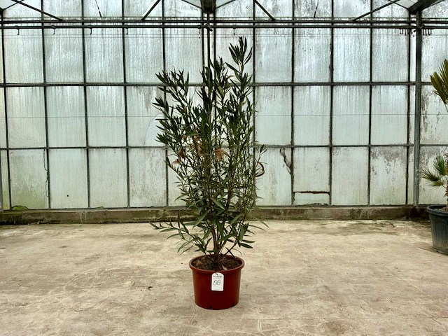 Nerium oleander roze - afbeelding 1 van  1