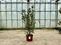 Nerium oleander roze - afbeelding 1 van  1