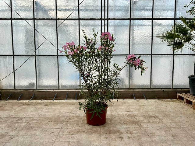 Nerium oleander roze - afbeelding 1 van  1