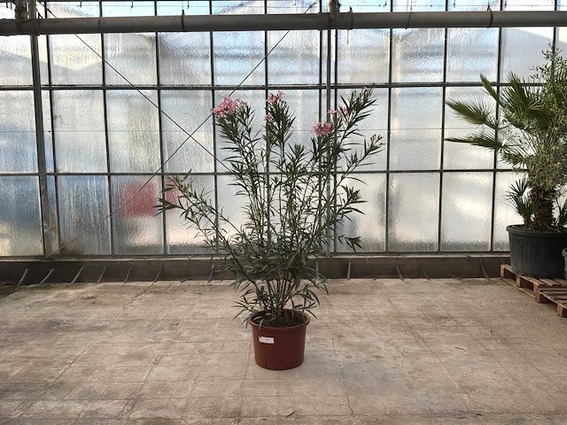 Nerium oleander roze - afbeelding 1 van  1