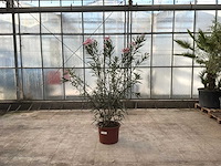 Nerium oleander roze - afbeelding 1 van  1