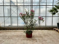Nerium oleander roze