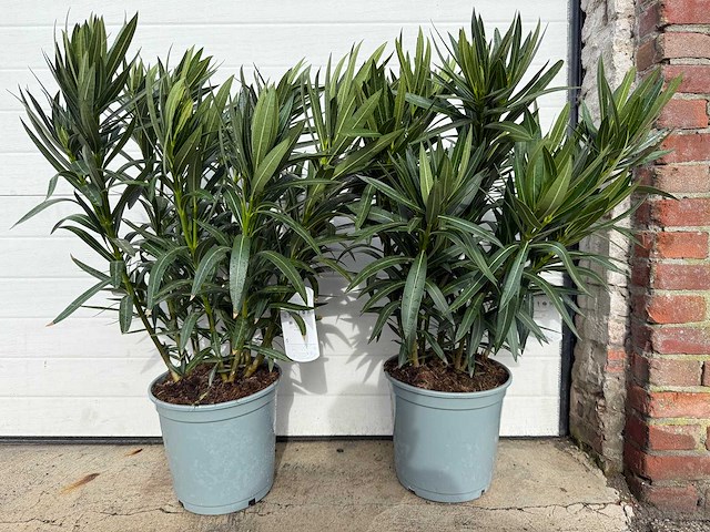 Nerium oleander wit - hoogte ca. 70 cm (2x) - afbeelding 1 van  6