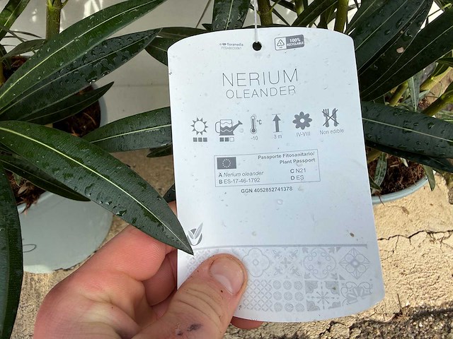 Nerium oleander wit - hoogte ca. 70 cm (2x) - afbeelding 2 van  6