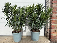 Nerium oleander wit - hoogte ca. 70 cm (2x) - afbeelding 3 van  6