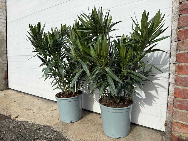 Nerium oleander wit - hoogte ca. 70 cm (2x) - afbeelding 4 van  6