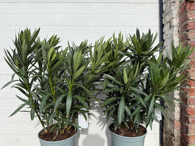 Nerium oleander wit - hoogte ca. 70 cm (2x) - afbeelding 5 van  6