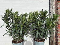 Nerium oleander wit - hoogte ca. 70 cm (2x) - afbeelding 5 van  6