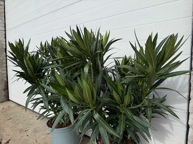 Nerium oleander wit - hoogte ca. 70 cm (2x) - afbeelding 6 van  6